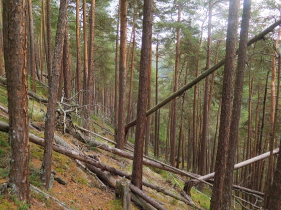 Gammel tørr kalkfuruskog med mye død ved. Fra Andershøe og Jukulbergje naturreservat i Vågå og Sel kommuner i Innlandet.