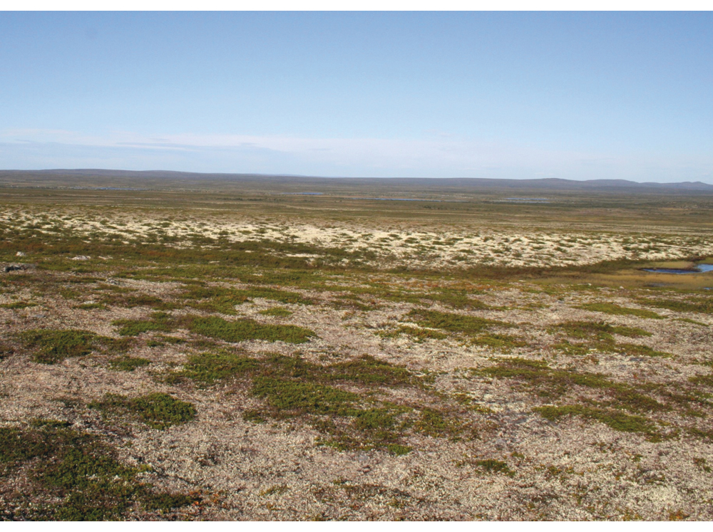Figur 2.5 Lavbeite på Finnmarksvidda, laven er ofte hardt beitet der dyrene kommer til. I terrengformasjoner med mye snø om vinteren er lavdekket ofte mer inntakt.