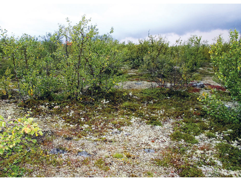 Figur 2.6 Bjørkekratt/bjørkeskog med lavdekt mark på Finnmarskvidda. I løpet av de siste 30-årene har skogsarealet økt fra om lag 44 pst. til 53 pst..