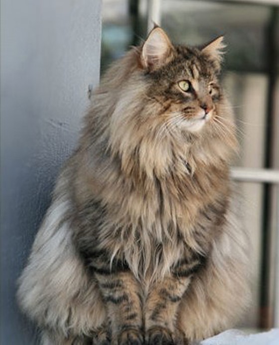 Langhåret skogkatt som sitter ved vindu.