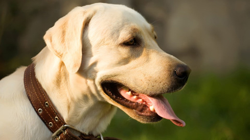 Hund. Foto: Colourbox Hund.