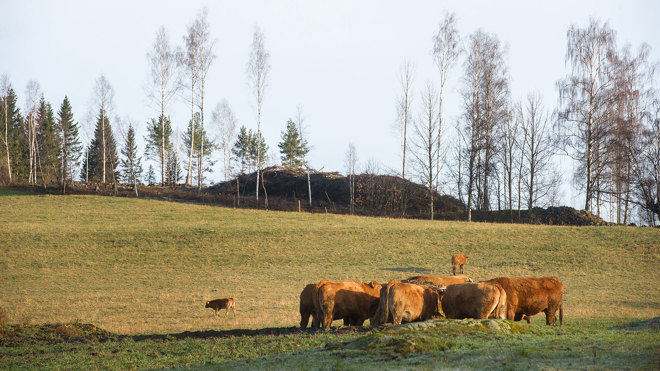 Kuer på beite