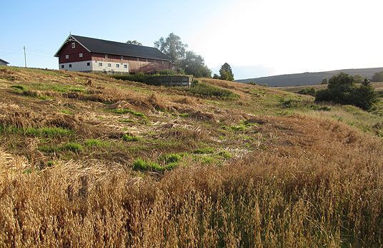 Skadet havreåker