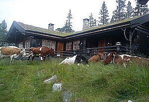 Hytteplen