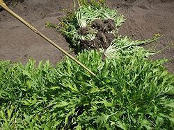 Seleksjon av planter