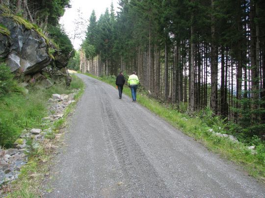 Skogsbilveg