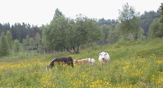Ammekuer på overgrodd beite.