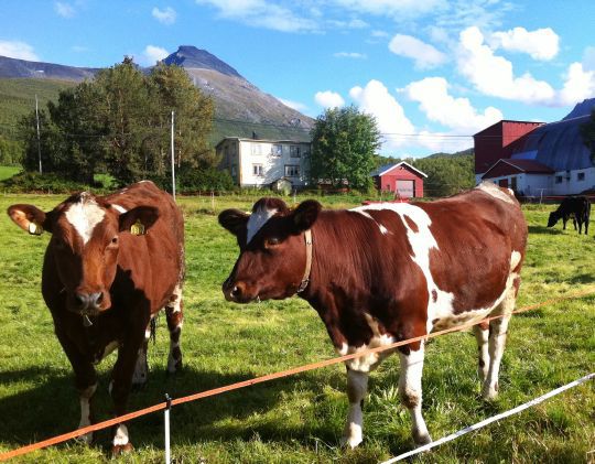 Melkekyr på Gåre i Balsfjord.