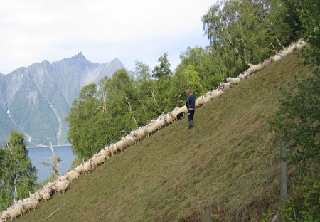 Bratt sauesanking på Trandal i Ørsta. Foto: Marianne Aas Halse