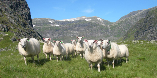 Sauer på beite. Foto: Bjørn Harald Haugsvær
