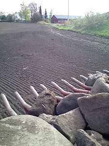 Steinsvans.