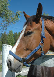 Dyr: Hest. Foto: LMD