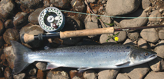 Laks og fiskestang